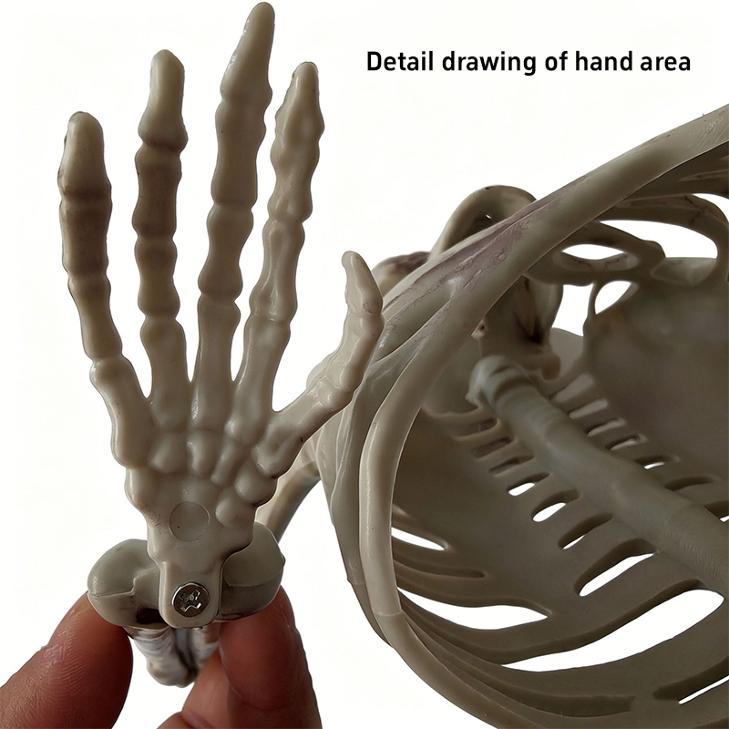 Ornamen Tengkorak Setengah Ker - Halloween Skeleton Decoration ulasan dan harga
